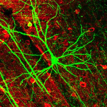 Against Neural Philosophy Of Mind